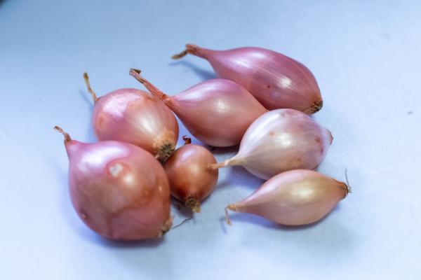 Bulbes potagers - Oignon Keravel - 250 g - face recto